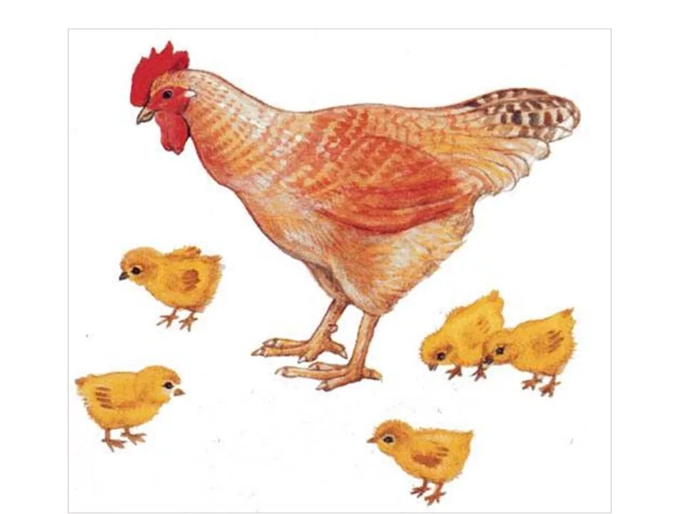 Домашние птицы ранний возраст. Занятие "Курочка и цыплята" Бондаренко. Курица с цыплятами. Курочка с цыплятами. Зернышки для курочки.