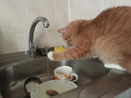 Кот домохозяин