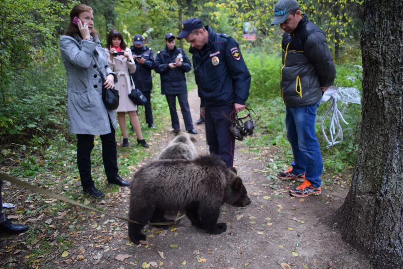 Похищение животного