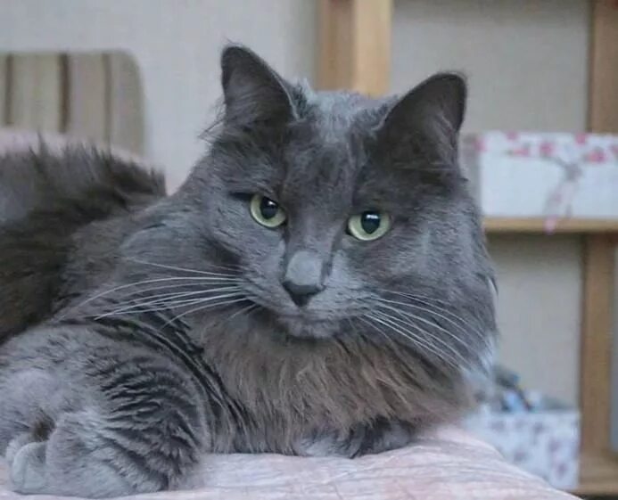 Клички для серых кошек. Кличка для серого кота. имя для серого кота. необычные имена для котов серых. имена для серых котов.