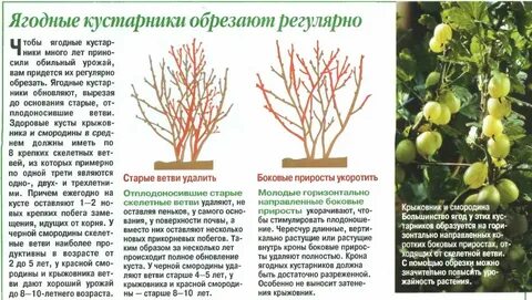 Как правильно подрезать крыжовник