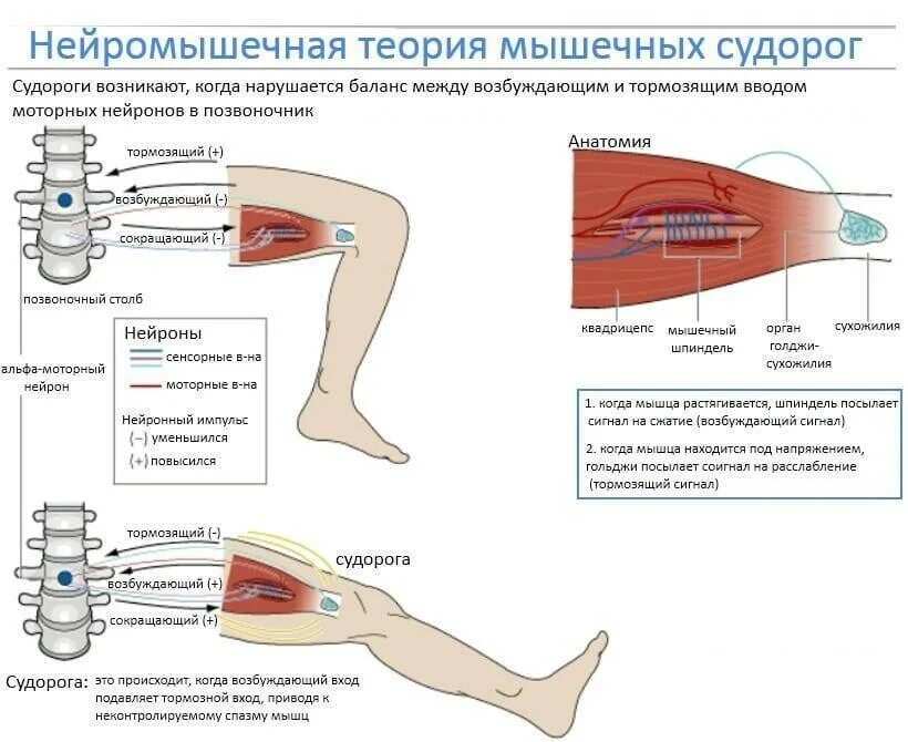 Почему сводит все тело. Спастическое сокращение мышц. Судорожно-спастические сокращения мышц.