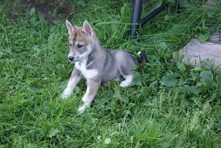 3 лайка. Щенок Западно сибирской лайки 3 месяца. Западносибирская лайка 4 мнсяца. ЗСЛ лайка 4 месяца. Западно Сибирская лайка щенок 5 месяцев.