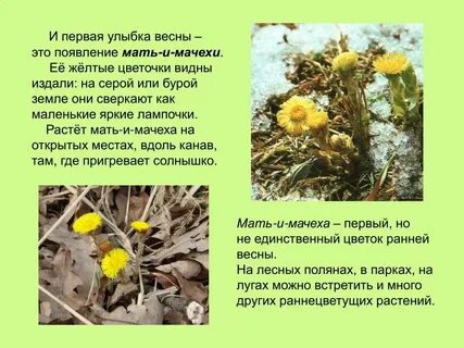 Что служит кладовыми у раннецветущих
