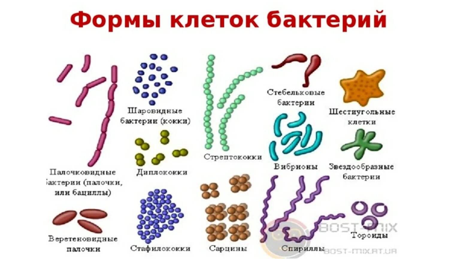 Шаровидные палочковидные и извитые формы бактерий. Формы бактерий – шаровидные, палочковидные, извитые, ветвящиеся. Формы бактериальных клеток кокки. Формы клеток бактерий кокки.