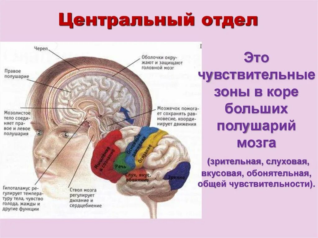 Зона коры больших полушарий обонятельного анализатора. Центральный отдел. Мозг в черепной коробке. Строение черепа и головного мозга. Центральный головной мозг.