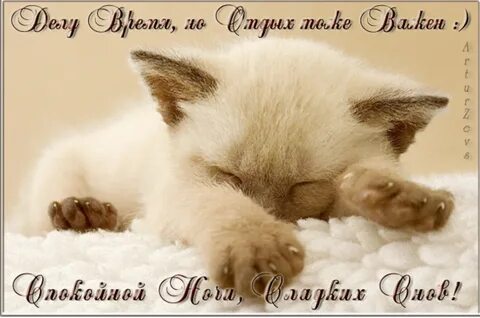 Картинки спокойной ночи с котиками для девушки
