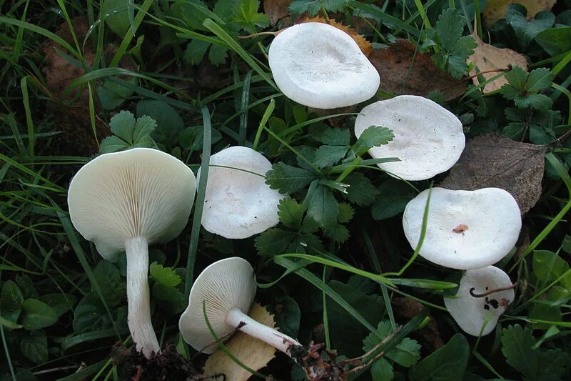 Говорушка ворончатая съедобная. Гриб говорушка беловатая. Clitocybe cerussata. Говорушка подогнутая (clitocybe geotropa). Говорушка восковатая гриб.