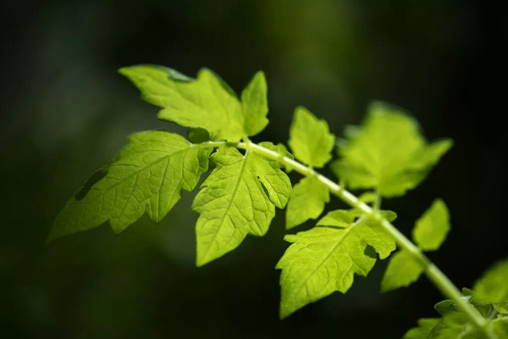 Листья. Листья томата. Помидорные листья. Помидор растение листья. Tomato leaves