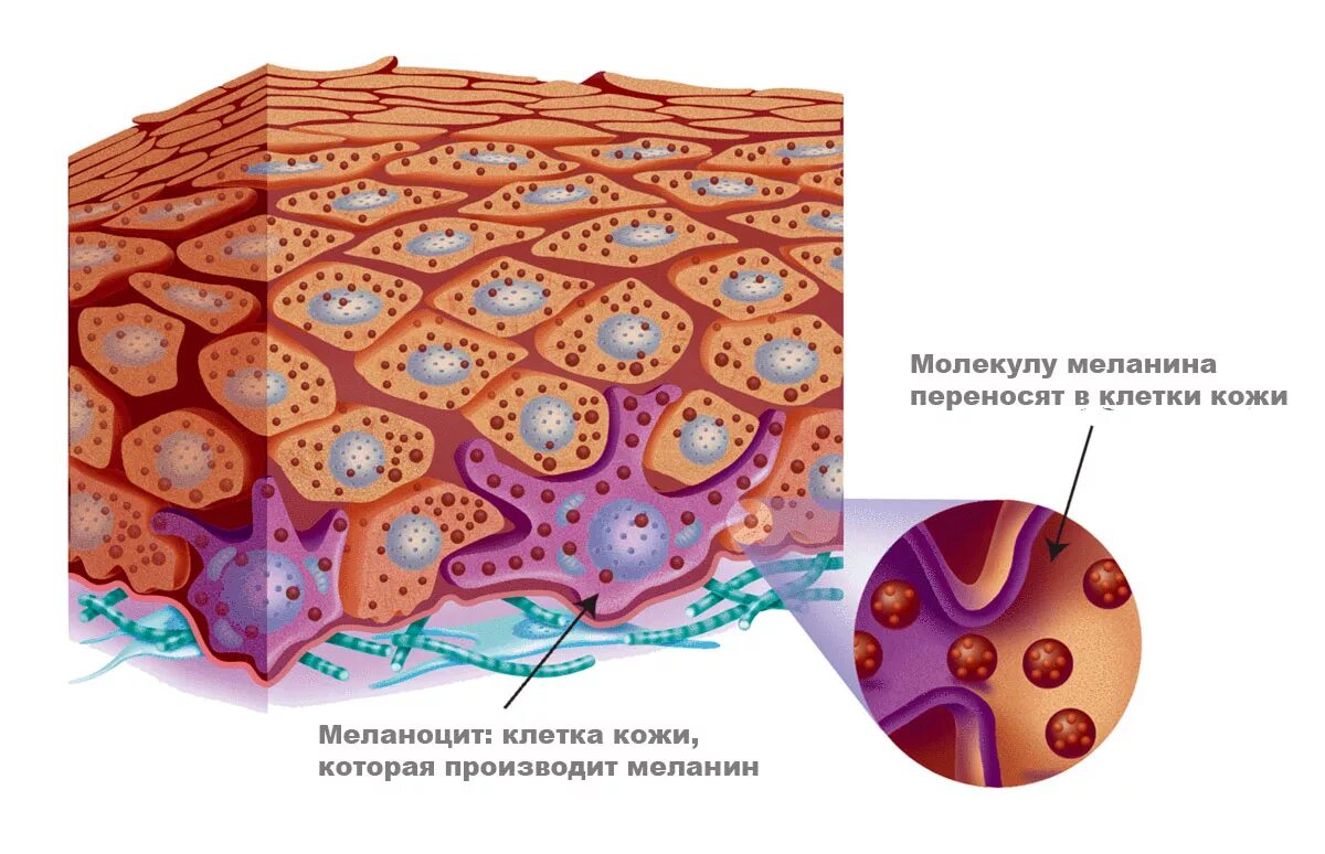 В собственно коже отсутствует пигмент. Меланоциты располагаются в слое кожи. Строение кожи меланин пигмент. Клетки кожи меланоцит.