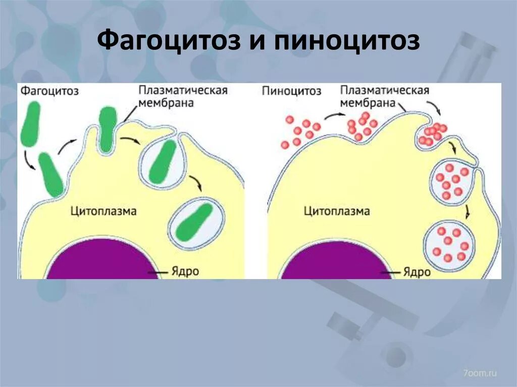 Фагоцитозный пузырек. Схема фагоцитоза клетки. Схема процессов фагоцитоза и пиноцитоза. Фаго и пиноцитоз. Фагоцитоз и пиноцитоз схема.