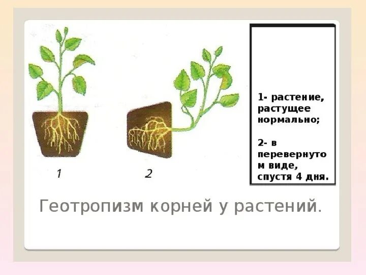 В опыте экспериментатор наблюдал за развитием проростка