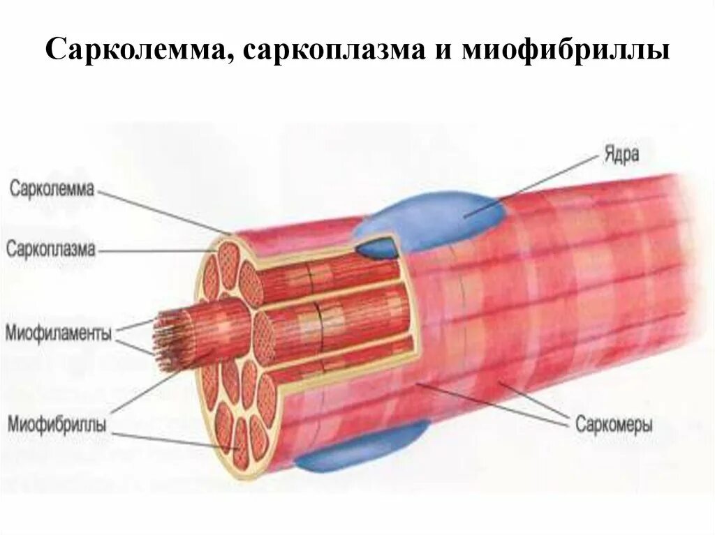 Миофибриллы состоят из. Сарколемма и саркоплазма. Строение мышечного волокна сарколемма. Строение мышечных волокон сарколемма саркоплазма. Сарколемма строение.