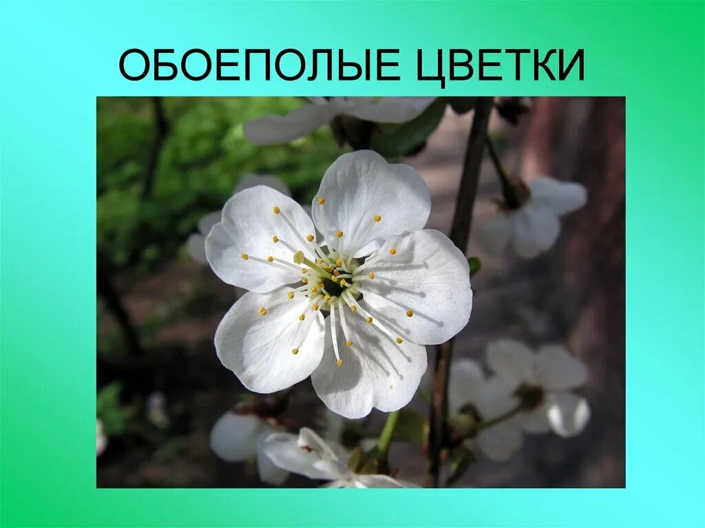 Цветок яблони правильный. Обоеполые цветки яблони. Обоеполые цветковые. Обоеполый цветок вишни. Цветок вишни биология.