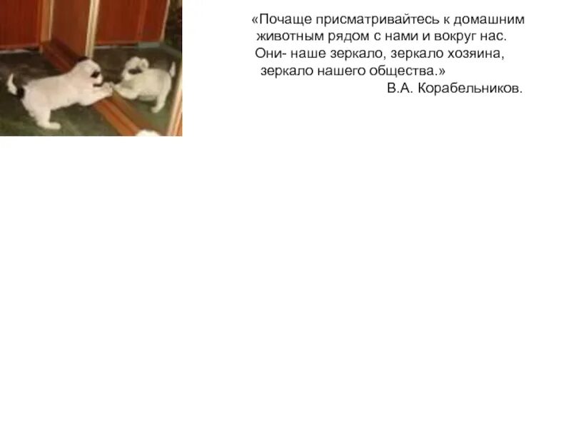 Проблемы про животных