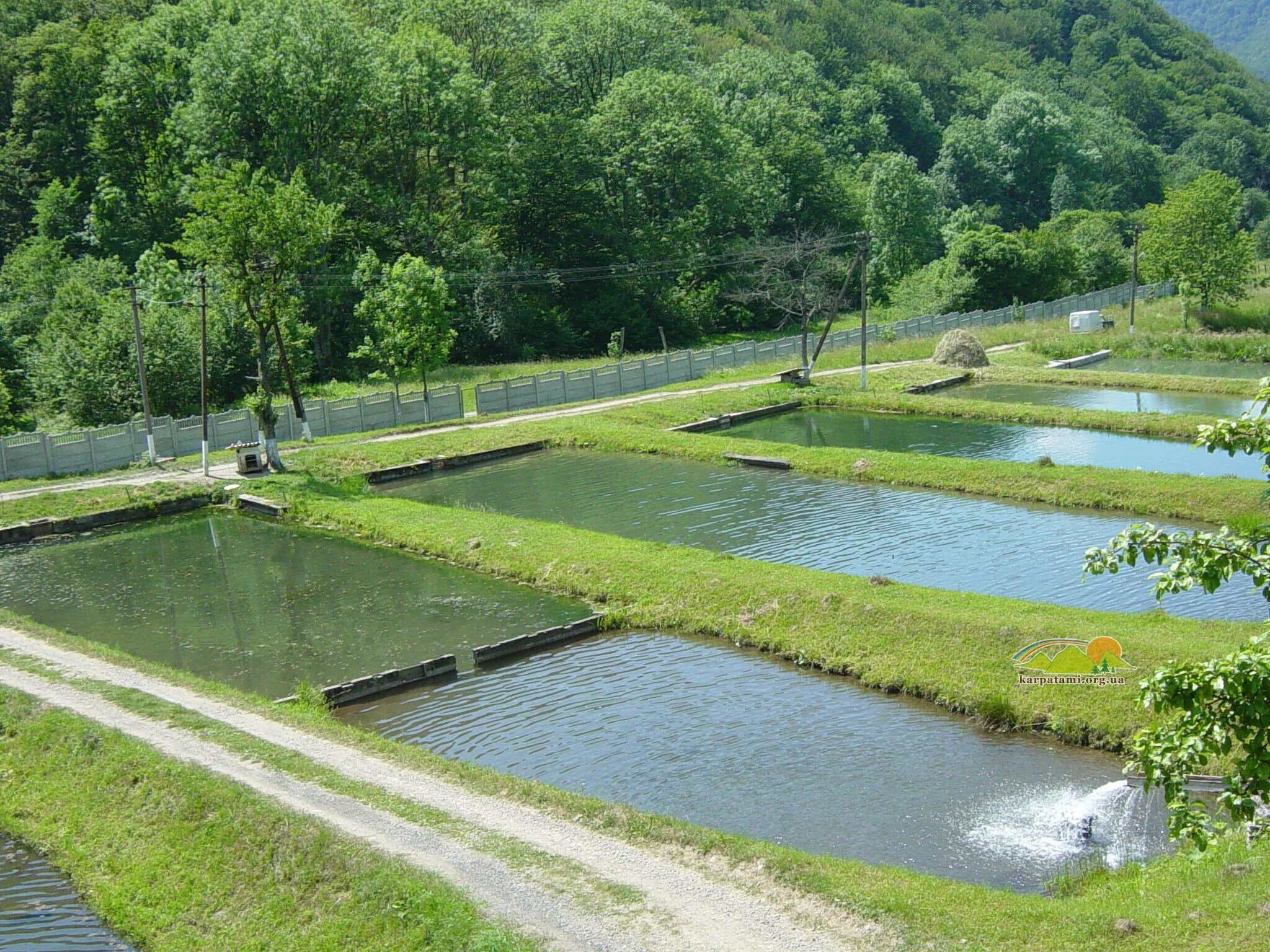 форелеводческий завод адлер. форелевое хозяйство красная поляна. форелевая ферма сочи. форелевое хозяйство в адлере рыбалка. форелевое хозяйство сайт.