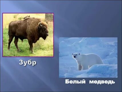 Белый зубр