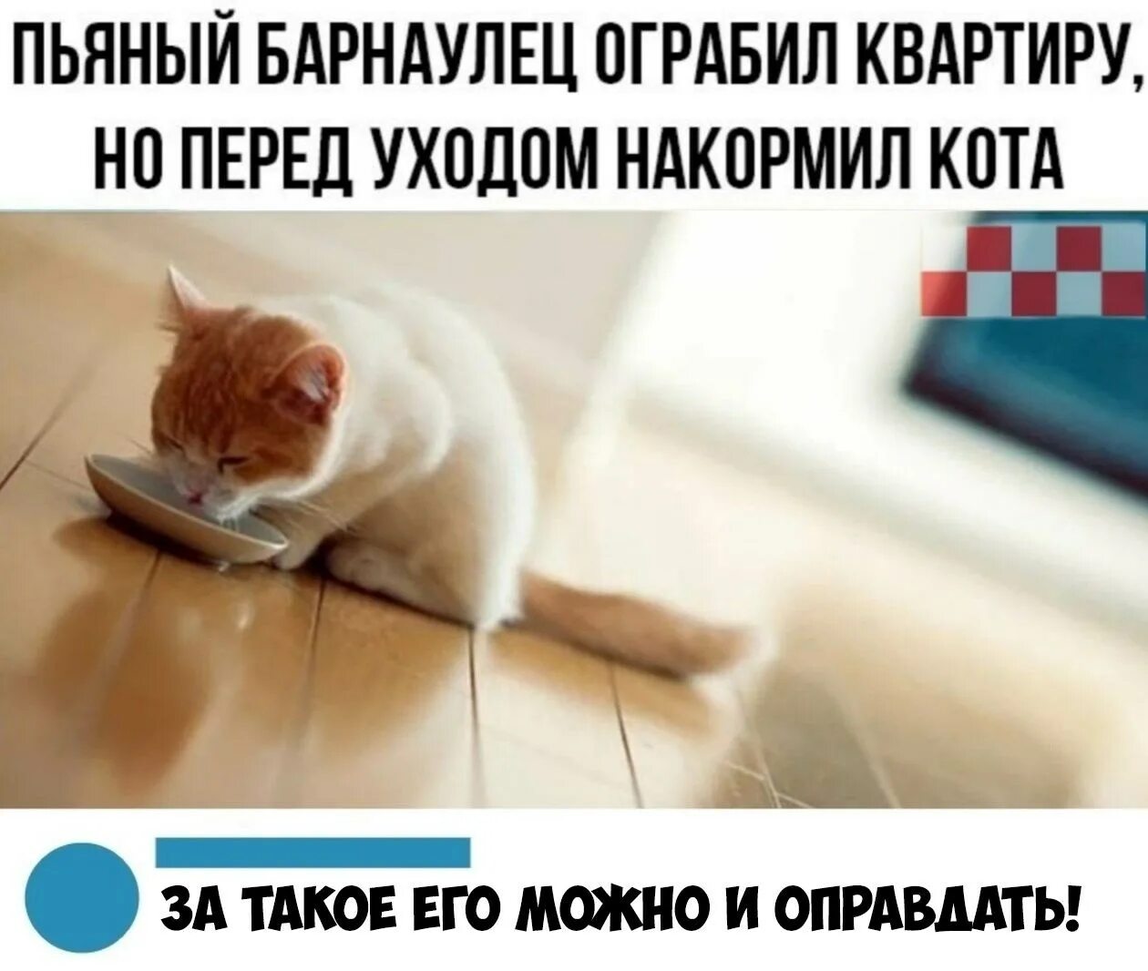 Пришел покормить кота а тут клининг. Покормить кота. накорми кота. кот покорми меня. пьяный барнаулец ограбил квартиру но перед уходом накормил.