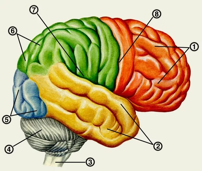 Brain 8 1. Анатомия теменной доли головного мозга. Большие полушария головного мозга вид сбоку. Головной мозг: 1 — большие полушария; 2 — мозжечок;. Теменно-затылочная борозда.
