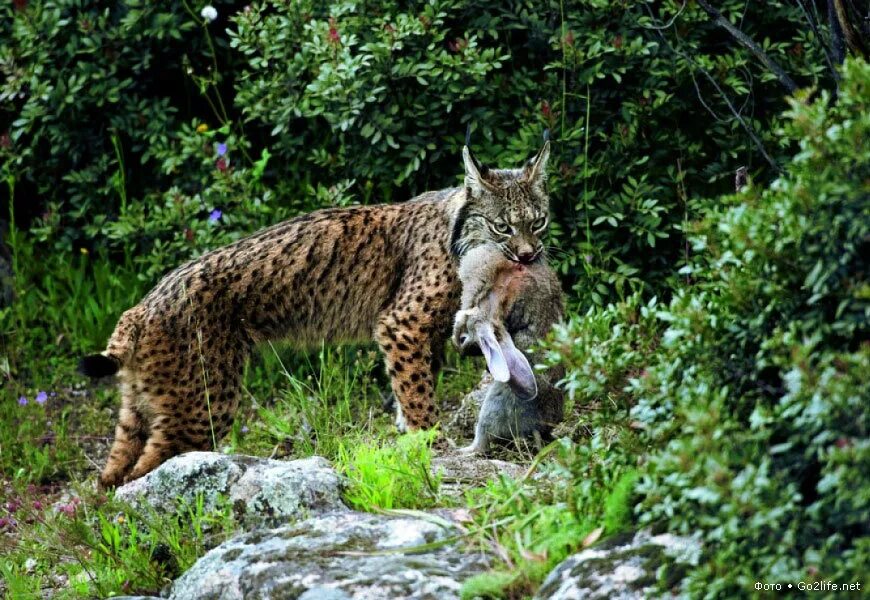 Рысь во владимирской области. Каких животных есть рысь. Гималайская рысь. Беловежская пуща рысь. Рысь в карелии.