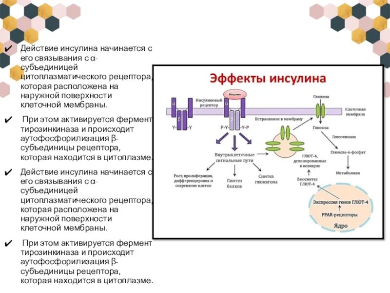 Механизм действия инсулина физиология. Механизм действия инсулина на клетки. Механизм действия инсулина схема. Клеточные механизмы действия инсулина. Инсулин фармакологическая группа препарата