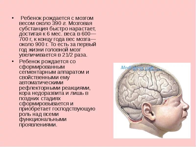 Мозг новорожденного масса. Головной мозг ребенка. Масса головного мозга. Масса головного мозга взрослого человека. Возрастные головного мозга..