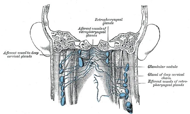 Ретрофарингеальные лимфоузлы. Глоточные лимфатические узлы. Лимфатические узлы заглоточного пространства. Заглоточные лимфоузлы