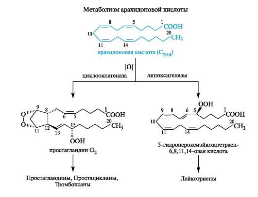 Арахидоновая кислота химическое строение. Окисление арахидоновой кислоты. Арахидоновая кислота с19н31соон. Схема реакции образования арахидоновой кислоты. Формула арахидоновой кислоты