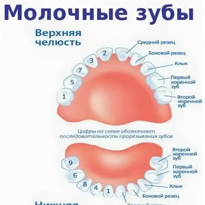 Порядок прорезывания коренных зубов у детей схема. Вылечили молочные зубы и черные места. Постоянные зубы у детей схема прорезывания. Покажи как выпадает зуб. Молочные зубы кт ребенка.
