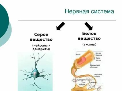 Какими нейронами образовано серое вещество мозга