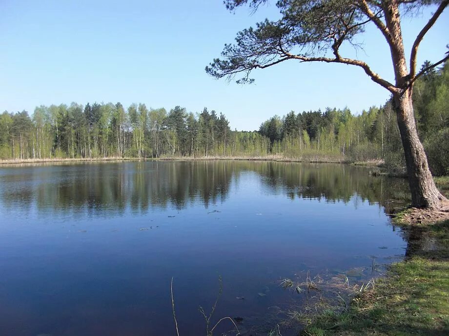 Черное озеро Зеленоград. Чёрное озеро Щелковский район. Чёрное озеро Москва. Трясина черное озеро Зеленоград. Индекс озер московской