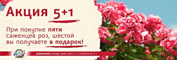 Валберис розы саженцы. Акция набор саженцев. Написать акция 1+1 на саженцы. Сибирская коллекция семена Алтая саженцы роз. Реклама акция розы уличные были стали.