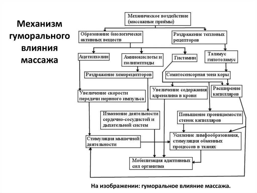 Механизм физиологического действия массажа на организм. Механизмы влияния массажа на организм. Действие массажа на организм схема. Механическое действие массажа на организм. Массажные действия