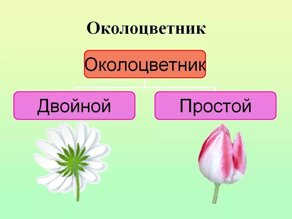 Строение цветка околоцветник. Околоцветник это в биологии. Околоцветник гороха. Околоцветник это в биологии 6 класс. Какой околоцветник изображен на рисунке