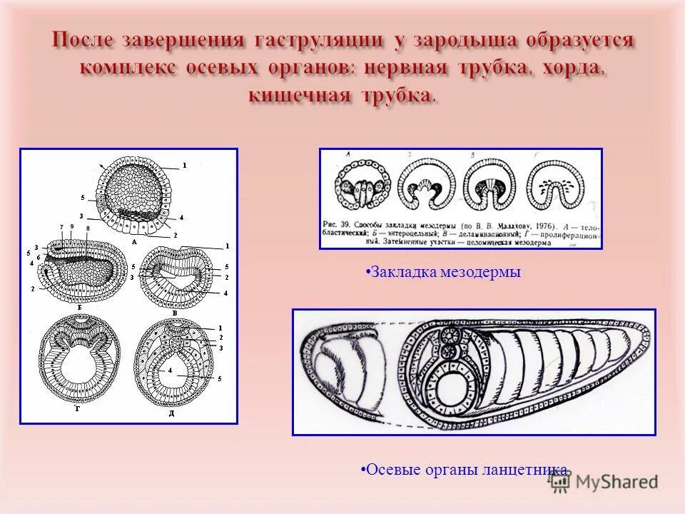 Назовите стадию развития ланцетника