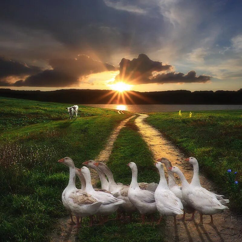 С добрым утром гусь. Стикер гусиха. Гусь идет. Деревенский дом с гусями. Гусь на солнышке.