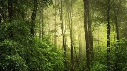 Green forest pro