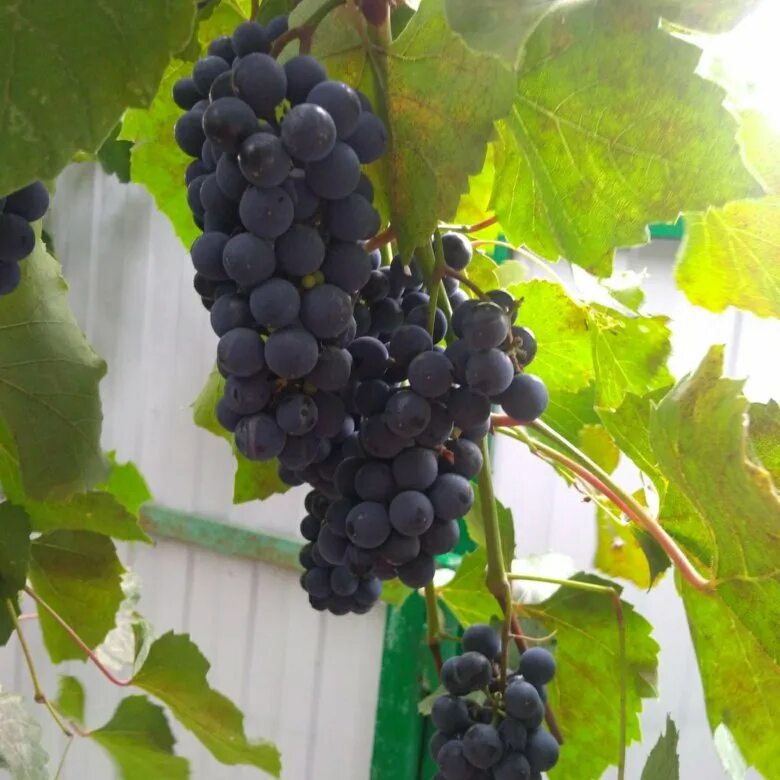 Виноград для вина купить. Винный виноград Прогресс. Винный виноград Селиан. Fox grape вино. Национальный дом узбекский цвет изумрудный виноград винный.