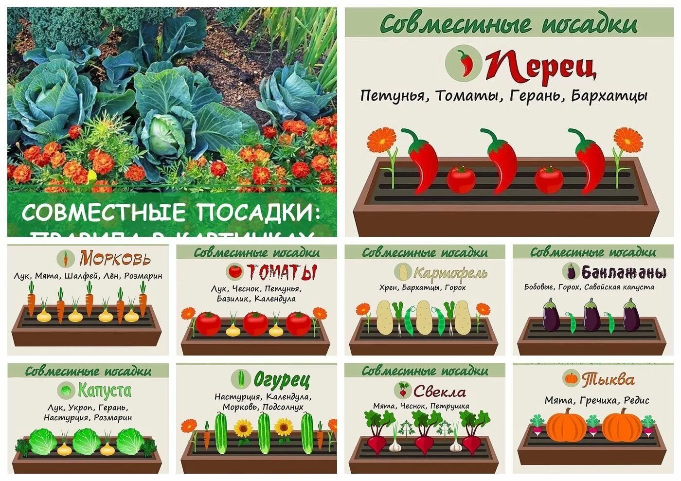 Соседство ростов. Совместная посадка овощей на одной грядке схема. Соседство в огороде овощей на грядках схема. Смешанные грядки схемы посадки. Смешанные посадки овощей на грядке схемы.