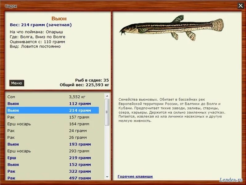 Вьюн рыба. Вьюн предложение. Ипомея луноцвет. Где обитает вьюн речной. Мелкая речная рыба вьюн.