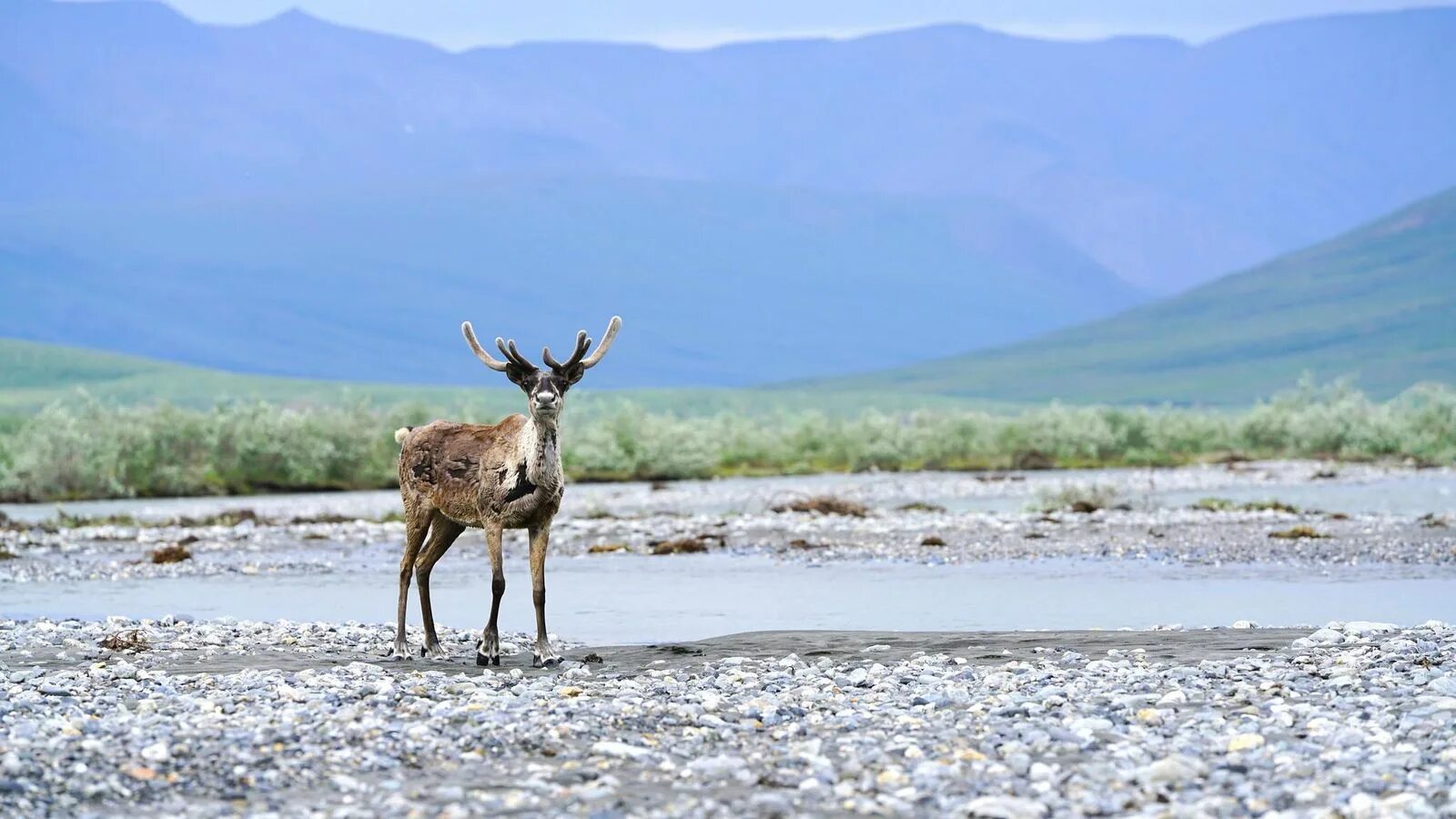 National wildlife. Заказник Арктик нэшэнал. Charlie Jagow Arctic National Wildlife Refuge. Innoko National Wildlife Refuge.