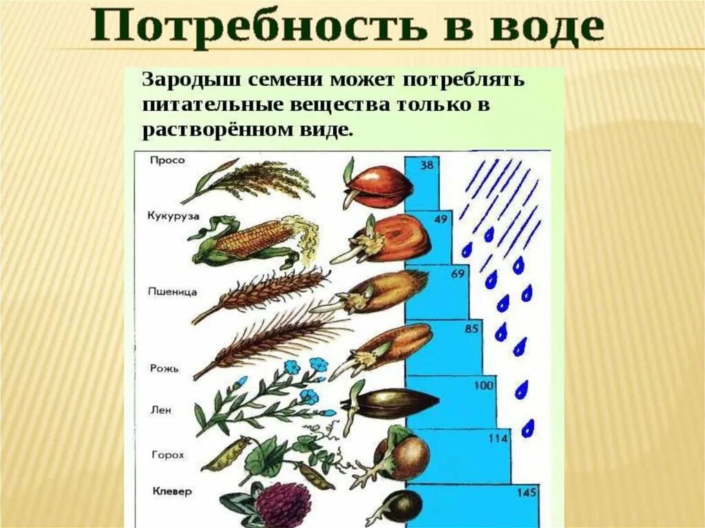 Прорастание семян 6 класс биология кратко. Презентация по теме прорастание семян 6 класс. Биология 6 класс тема прорастание семян. Условия прорастания семян. Условия для прорастания семян биология.