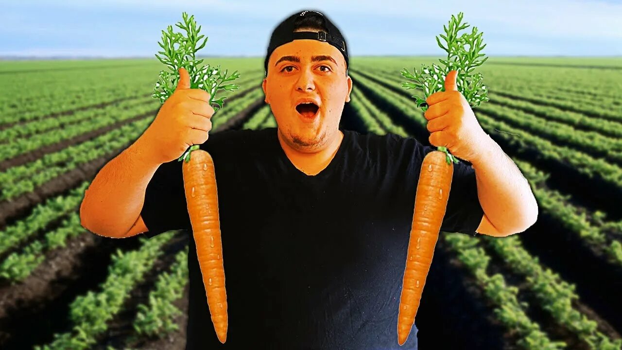 Eating Carrots. Морковь и апельсин вместе. Морковь и апельсин смешные фото. Too many Carrots. If you eat too many