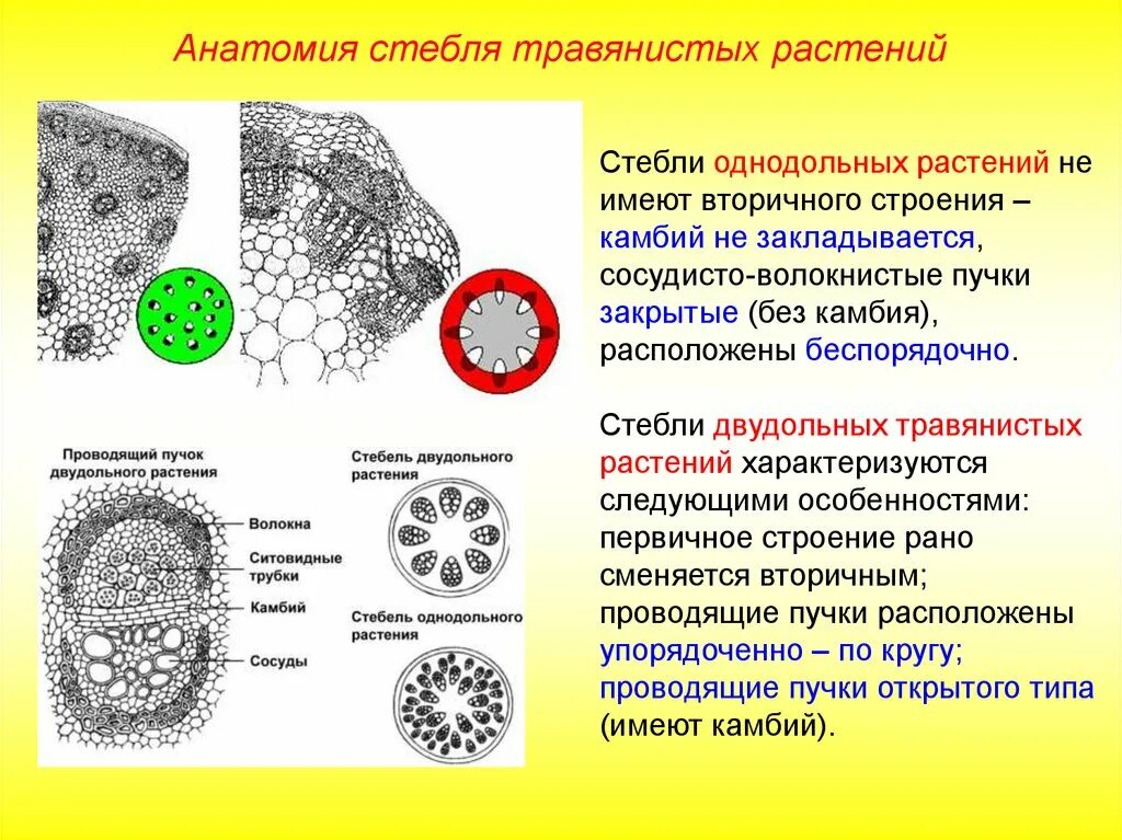 Корни двудольных и однодольных растений. Анатомическое строение стебля травянистых двудольных растений. Строение травянистого стебля однодольных. Строение стебля однодольного травянистого растения. Строение стебля однодольного первичное строение.