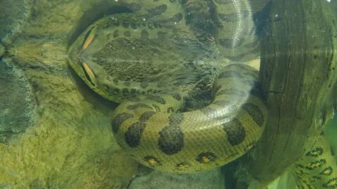 /10. The "incredible" colossal dimensions of the world's largest snake