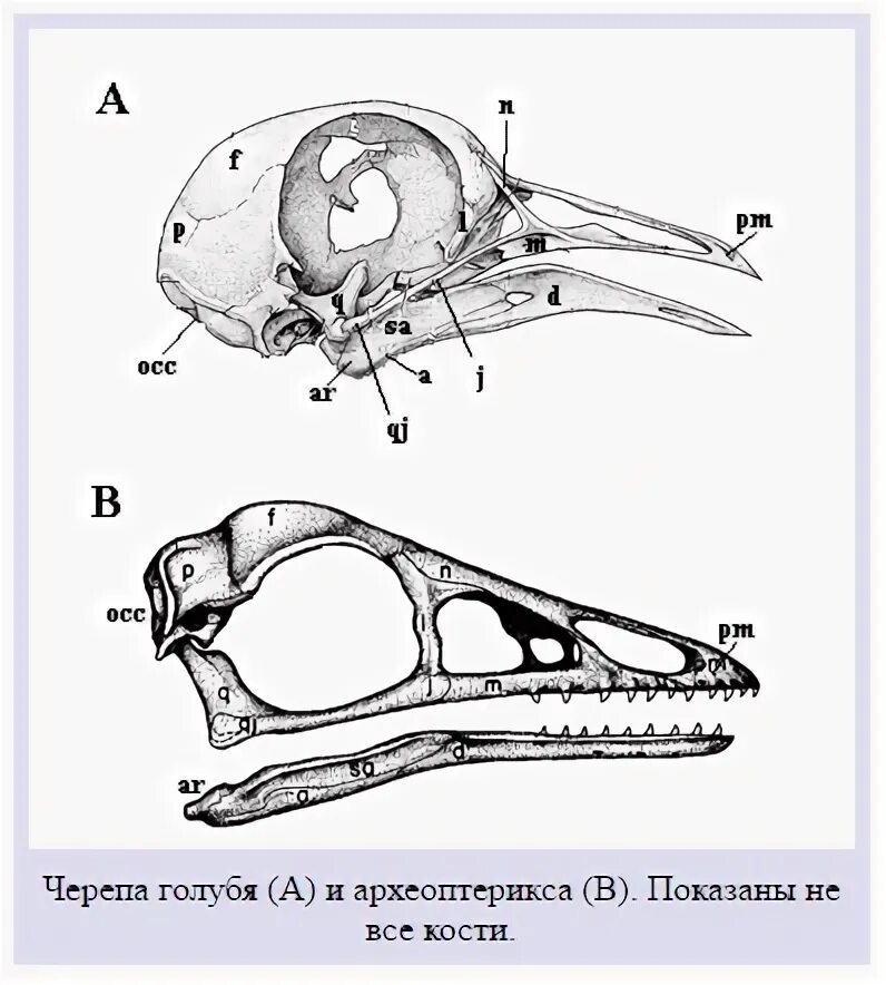Челюсти птицы покрыты. Череп птицы схема сбоку. Скелет головы птицы сбоку снизу. Череп птицы вид сбоку снизу и сверху и нижняя челюсть. Череп птицы сбоку.