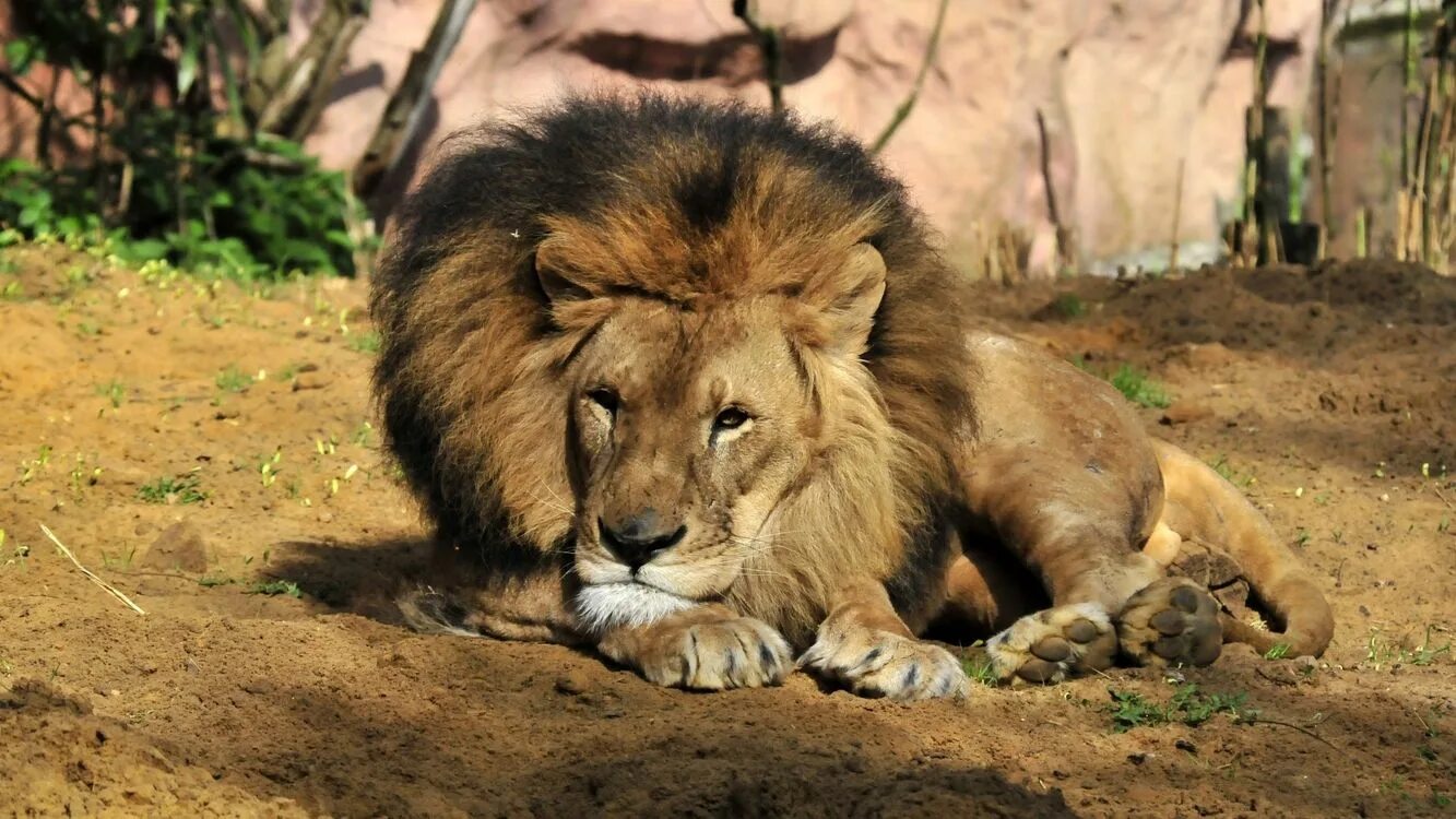 Спокойный лев. Лев фото. Лапа льва. Обои на рабочий стол животные. Лапы льва.