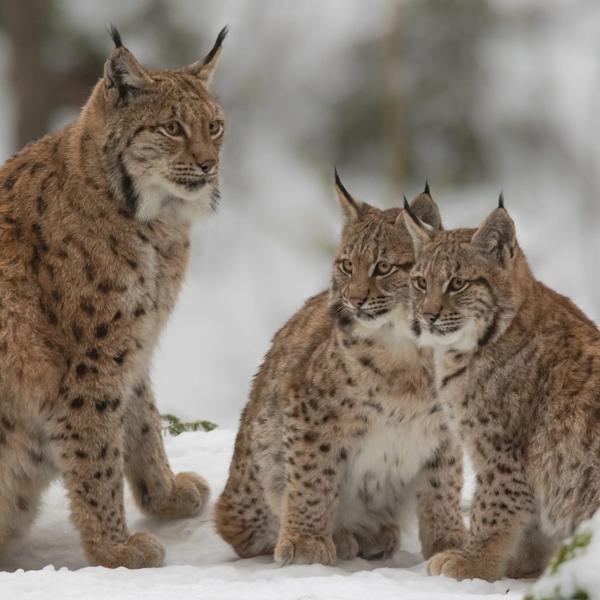 Средняя рысь. Обыкновенная Рысь Lynx Lynx. Сибирская Рысь. Рысь европейская обыкновенная. Гималайская Рысь.