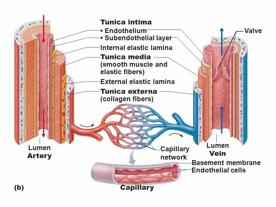 Media internals. Blood Vessel structure. Artery Blood Vessel structure. Гладкие мышцы кровеносных сосудов. Анатомия и физиология кровеносных сосудов.