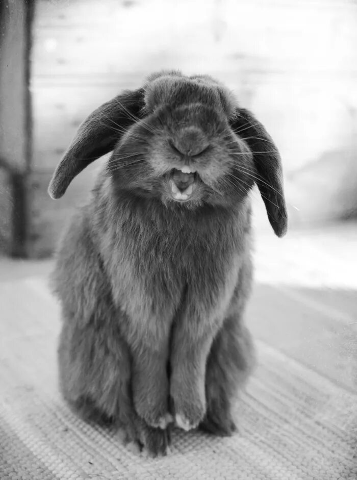 Смешные зайцы картинки. Кролик. Смешные кролики. Смешные зайчики. Прикольный заяц.